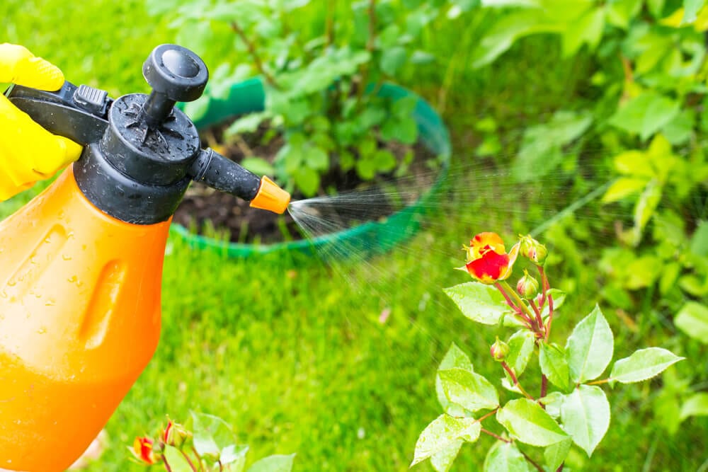 Natural Pest Control for Your Garden