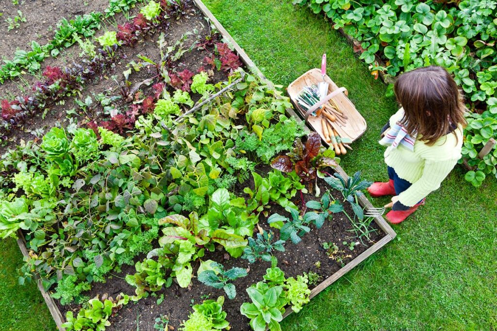 Vegetable Gardening for Beginners